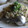 たぬきち５５'s cooksnap of when they made きのこと万能ネギの焼き飯♡.