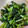 244ソメイヨシノ's cooksnap of when they made 野沢菜風〜かぶの葉の漬物.