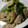 8itao8's cooksnap of when they made ほうれん草と豚肉のガーリック炒め★.