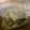 ガメコ's cooksnap of when they made きゅうりとミョウガの塩麹漬け.