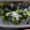 YANMARDi's cooksnap of when they made きゅうりとわかめの酢の物.