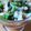 はち８８'s cooksnap of when they made ★大葉･ｵｸﾗ･竹輪の胡麻酢和え★.