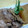 aki4u's cooksnap of when they made うちのぶり大根♪.