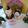 Licosama's cooksnap of when they made 春菊ときのこの白和えごまだれナッツ仕上げ.