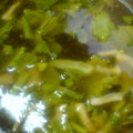 梨佳子's cooksnap of when they made いろいろ使える！エビ殻のスープストック.