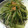 sakurask's cooksnap of when they made 超簡単☆水菜のごま和え☆.