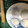 유키미's cooksnap of when they made おせち一掃計画　洋風黒豆大福.