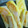 ヤタシん☆'s cooksnap of when they made 簡単！洋風春巻き.