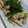 uzumakigai's cooksnap of when they made ヘルシー！ささみのネギ巻き.