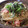 malulani-megu's cooksnap of when they made きのことしその和風パスタ♪.