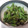 Mクック's cooksnap of when they made 甘長ししとう炒め漬け～♪.