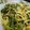 Ｋazu's cooksnap of when they made ❀豚肉と空芯菜の中華風パスタ❀.