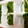 MOMONATH's cooksnap of when they made 便利！ほうれん草冷凍保存.