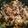 precieuse's cooksnap of when they made 炊飯器で作る赤飯.
