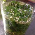 イシス女神's cooksnap of when they made 青唐辛子今が旬！急いで作ろうピリ辛酢.