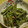 ヒルネコ３'s cooksnap of when they made ししとうのオイスターソース炒め.