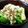 柳やなぎ's cooksnap of when they made オクラのお浸し　とろろ昆布添え.