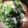奈緒吉's cooksnap of when they made ゴーヤとほうれん草のおろし和え.