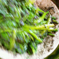 ティナたま's cooksnap of when they made 簡単ヘルシー！ほうれん草のごま和え.