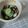 幸せうさぎ's cooksnap of when they made たこきゅう酢の物.