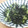 サーフブレイド's cooksnap of when they made **ｷｭｳﾘとﾜｶﾒの和え物**.
