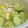ちゃびぃ♡'s cooksnap of when they made ☆レタスとささみのサラダ☆.