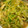 SILK0205's cooksnap of when they made あと１品鶏皮とキュウリのからし醤油和え♪.