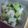 チビ太さん's cooksnap of when they made 簡単スピード♪山芋キュウリのポン酢あえ.