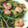 tokiko0126's cooksnap of when they made えびと豆苗の中華炒め.