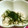 ふれでりこ's cooksnap of when they made 鶏肉ささみの酒蒸し★梅のりのせ.