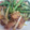 チビ太さん's cooksnap of when they made 豚肉といんげんの田舎煮.