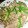 りゅたんまま's cooksnap of when they made 塩麹で簡単>>豚とニンニクの芽炒め.