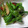 しのばぁたん's cooksnap of when they made しし唐☆万願寺☆伏見甘長☆椎茸のソテー.