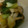 ちょぼまんま's cooksnap of when they made 青梗菜としめじの☆梅和え.