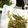 まゆこ．Ｍ's cooksnap of when they made 山菜の天ぷら.