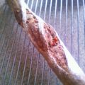 あちゃみィ's cooksnap of when they made ＨＢで！香り高い紅茶フランス♪.
