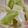 よもぎとヨーゼフ's cooksnap of when they made 白菜の浅漬け.