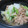 チョビ～☆'s cooksnap of when they made ＊ツナと春雨と白菜のいっしょくった煮＊.