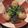 kaoriuran's cooksnap of when they made 鶏団子となすのおろし煮.