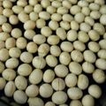 bigrock's cooksnap of when they made 簡単☆炒り大豆.