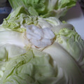 みんみとたんた's cooksnap of when they made まるまるキャベツの保存法.