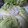 みんみとたんた's cooksnap of when they made まるまるキャベツの保存法.
