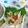 まっきー♪３７'s cooksnap of when they made ささみの梅あえ.