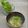 まこさんど's cooksnap of when they made ＊味噌汁に三つ葉＊.