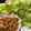 TeaChan214's cooksnap of when they made 野菜不足解消!!中華風ひき肉レタス包み.