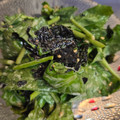 ゆるмαмα's cooksnap of when they made 簡単♪我が家で人気！三つ葉と海苔のサラダ.