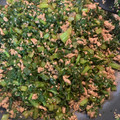 ♡ちょも♡'s cooksnap of when they made 味付け簡単！大根の葉っぱと豚ひき肉炒め.