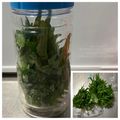のんべぇヒロ's cooksnap of when they made 大葉の保存は，これ！.