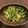 かまん's cooksnap of when they made レンジで簡単！豆苗とツナのさっぱりサラダ.