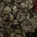 さぁく0617's cooksnap of when they made 簡単♪なすと挽肉の生姜焼き.